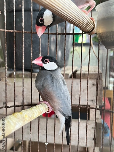 java sparrows in a cage