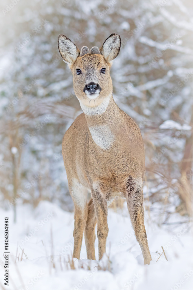 Obraz premium European roe deer (Capreolus capreolus) standing in a snowy winter landscape.