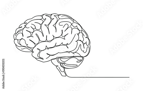 brain continuous one line drawing, Continuous one line drawing of human brain.