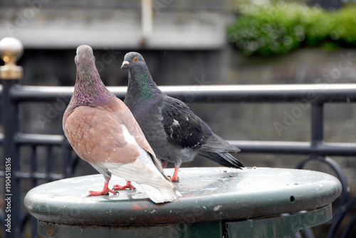 pigeons in th city looking at eachother