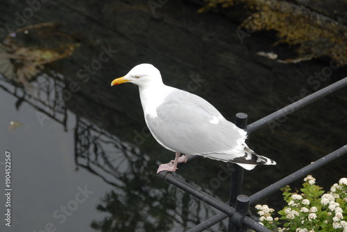 seagull on a post