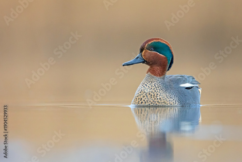 Canvas Print Male Eurasian teal (Anas crecca) swimming calmly on still water, close-up wildlife portrait