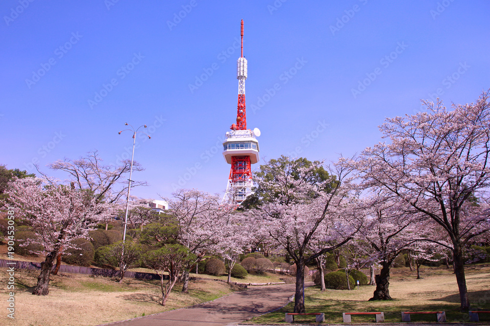 Obraz premium 宇都宮市 八幡山公園の満開の桜