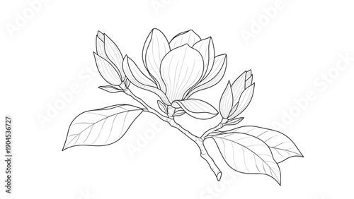 Beautifully detailed line art illustration of a magnolia branch with blooming flowers and buds on a white background for elegant botanical art.
