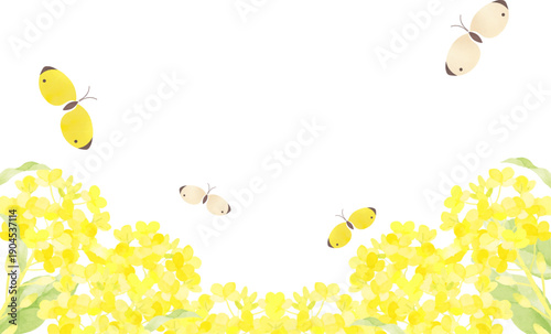 菜の花畑と蝶の春のフレーム
