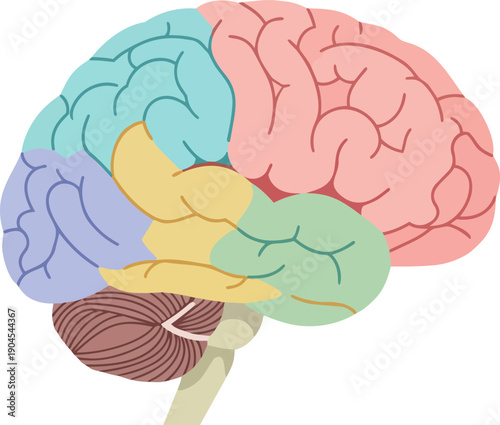 Colorful anatomical diagram presenting the intricate structure of the human brain with clearly marked lobes, ideal for educational content on neuroscience and cognitive functions