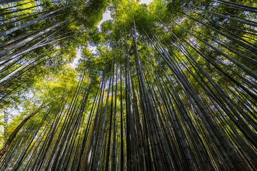 京都府嵐山　竹林の小径