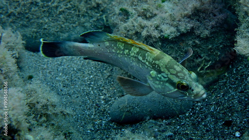 Fotografia Dusky grouper or dusky perch (Epinephelus marginatus) undersea, Ligurian Sea, It