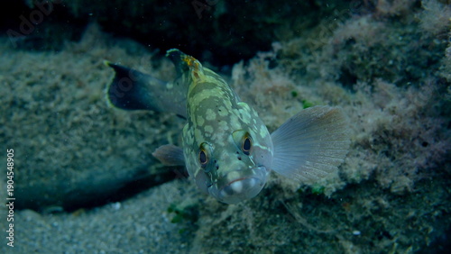 фотографія Dusky grouper or dusky perch (Epinephelus marginatus) undersea, Ligurian Sea, It