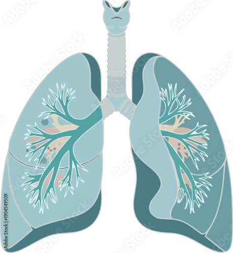 Illustration of the Human Respiratory System, Featuring Lungs, Trachea, and Bronchial Passages