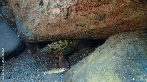 Quadro em tela Dusky grouper or dusky perch (Epinephelus marginatus) undersea, Ligurian Sea, It