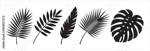 Five different tropical leaves vector set isolated on white background palm tree leaves and monstera leaf