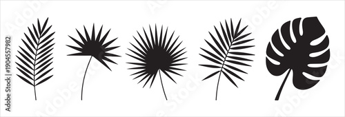 Five tropical leaves vector set isolated on white background diverse palm tree leaves and monstera leaf