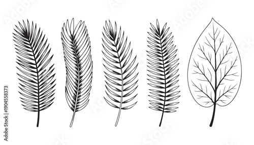 Detailed hand drawn tropical leaf sketch collection featuring various palm fronds and botanical foliage art