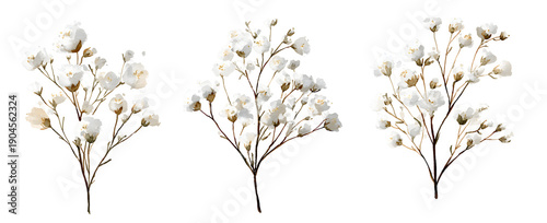 Rustic watercolor gypsophila stems for botanical scrapbooking and greeting card design showcases vintage style white floral branches with textured petals and earthy brown twigs for decoration