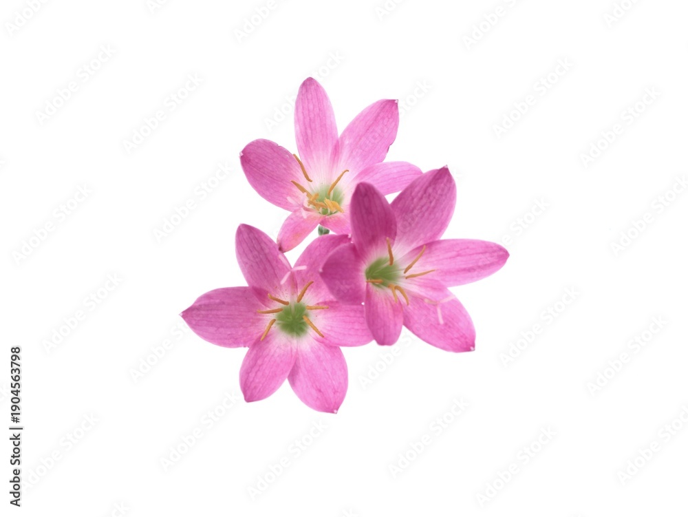 Obraz premium Three pink rain lily (Zephyranthes rosea) flowers isolated on white background. Perfect for floral designs, spring themes, or botanical illustrations