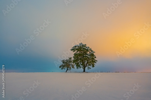 Slika na platnu Minimalist winter night landscape with two snow-covered trees in an open field u
