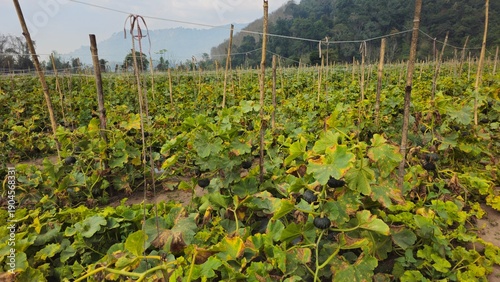 Bilde på lerret cracked organic pumpkin on the vine due to environmental stress