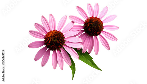 Two purple coneflowers with orange centers and green leaves, black bg