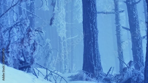 Frozen pine trees covered in snow and surrounded by drifting fog. Moody winter landscape with textured branches, natural stillness and ethereal forest ambience.