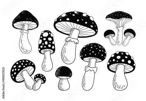 Vector illustration Black and White Mushroom A Whimsical Collection