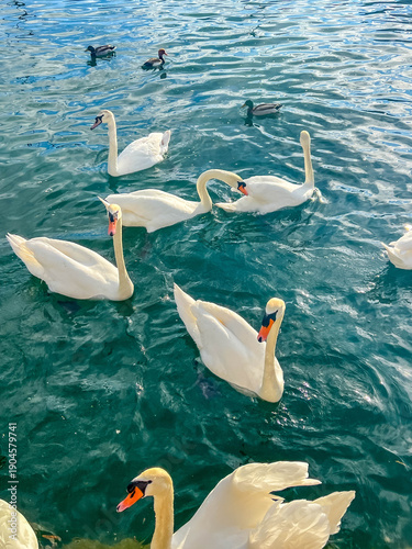 Zurich, Switzerland, May 01, 2025. Group of graceful white mute swans floating on calm turquoise lake water in serene European natural habitat setting. High quality photograph