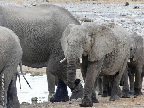 Photography Group of African elephants walking towards a waterhole in Etosha