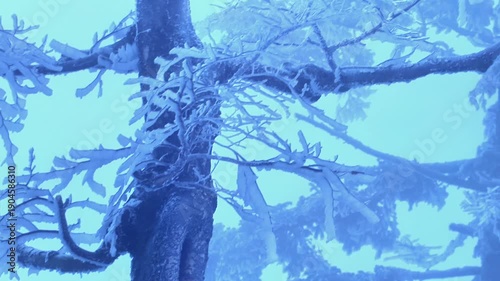 Frozen tree branches in the wind, winter scene. Detail.