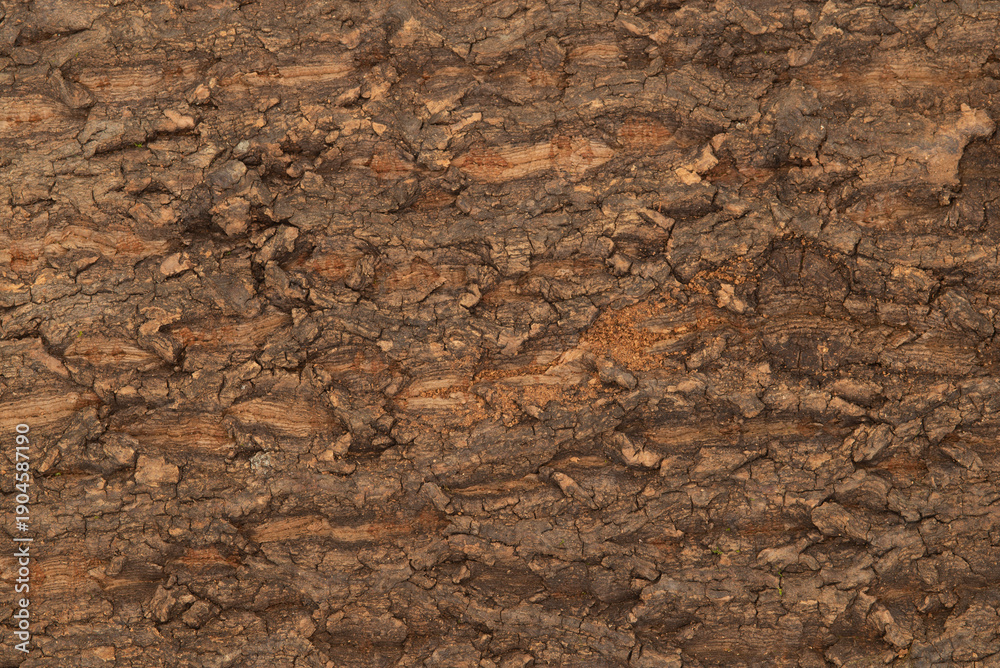 Fototapeta premium Rough tree bark texture background. Natural brown timber surface with deep cracks and organic patterns.