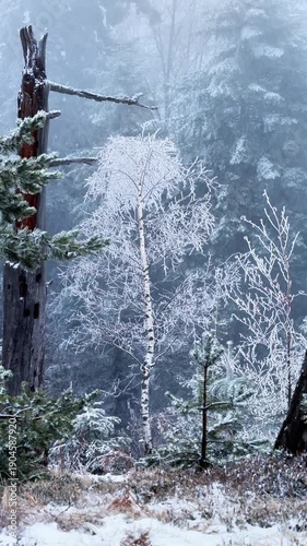 Birch tree with frozen branches swaying in the breeze in the forest. winter scene, forest, nature. Vertical video.