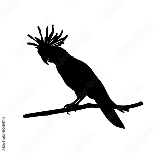 Cockatoo Crest Silhouette on Branch
