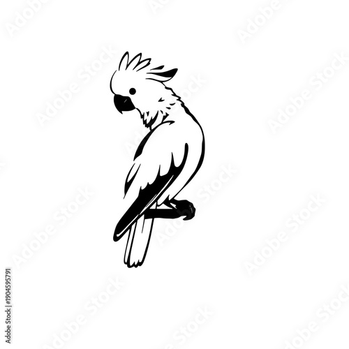 Cockatoo Silhouette Perched on Branch