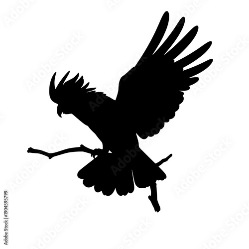 Cockatoo Silhouette Flying from Branch