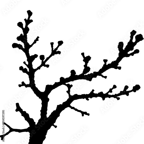Frozen Bonsai Tree Detail Silhouette