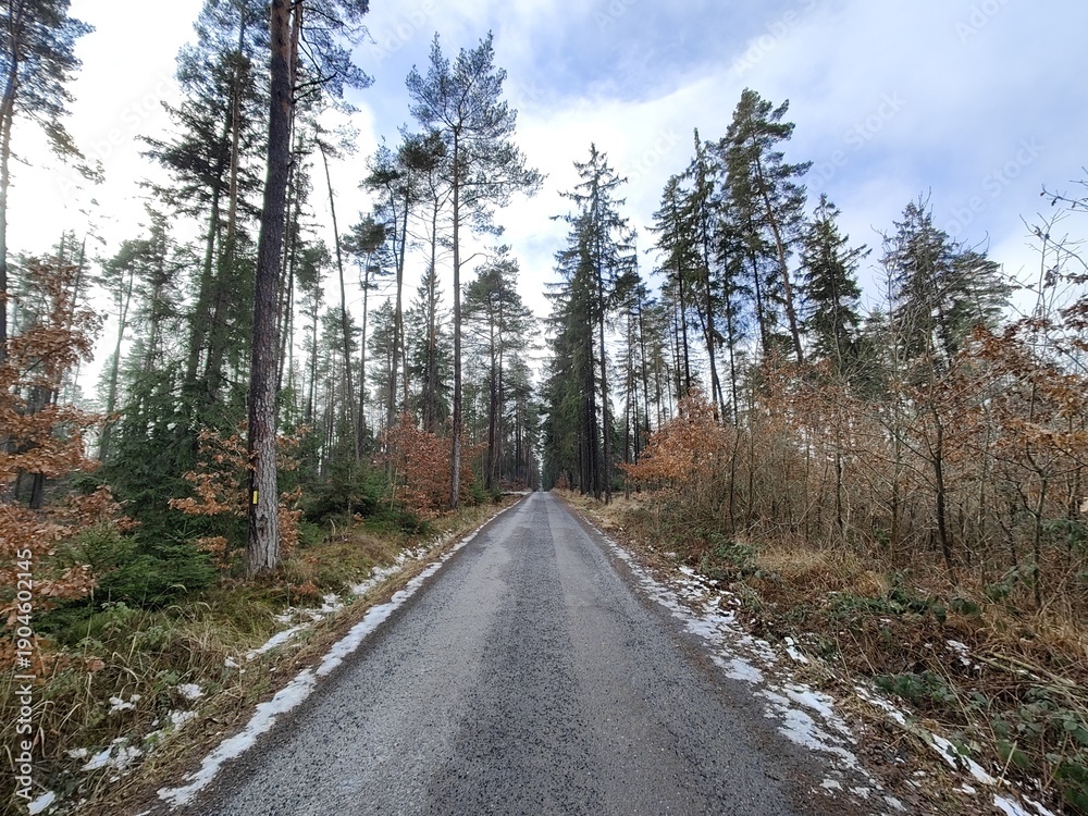 Obraz premium Forest Road Through Pine Trees in Autumn
