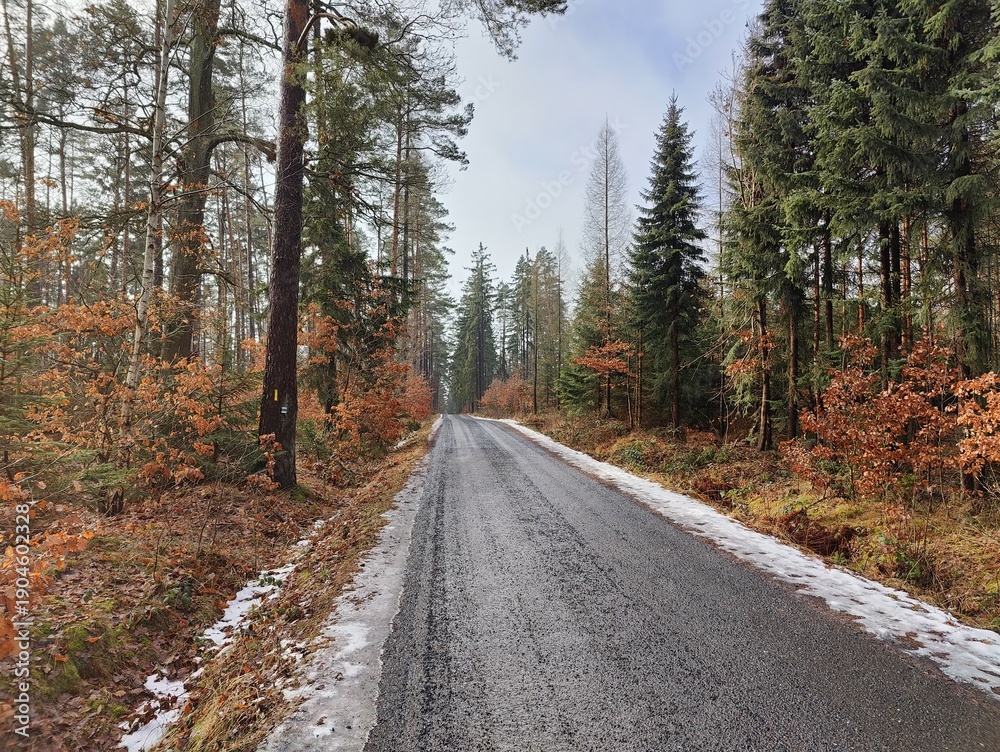 Fototapeta premium Winter Forest Road with Snowy Edge and Tall Pine Trees