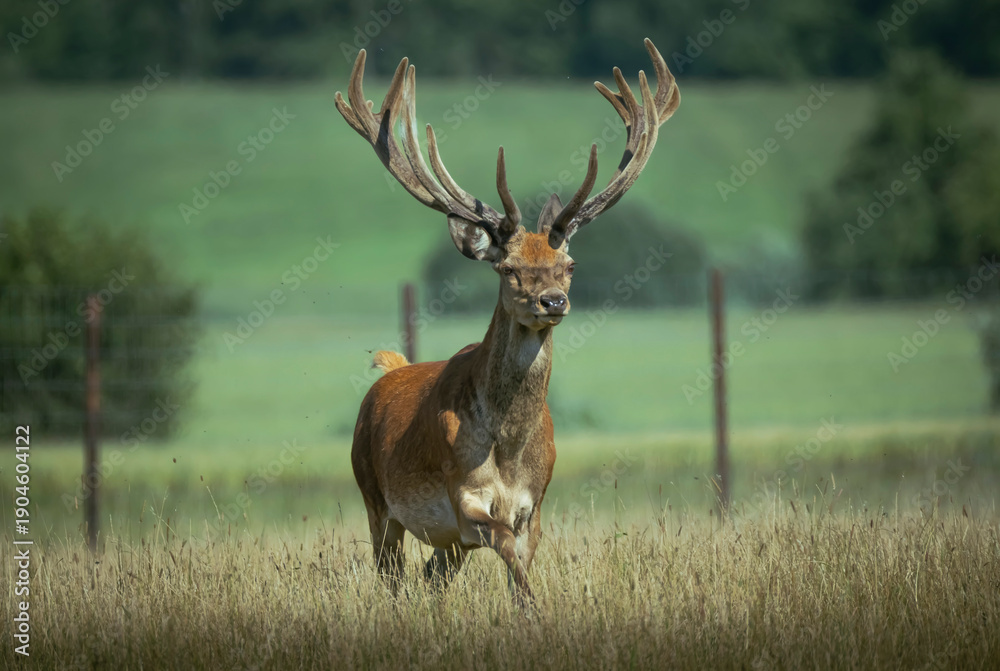 Fototapeta premium Red deer stag with large antlers running in the meadow