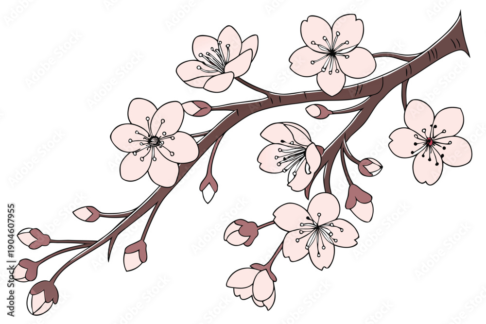Fototapeta premium Sakura Flower Decorative Border Vector Pack