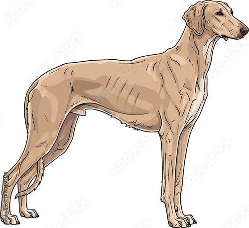 Sloughi Dog standing side profile view vector illustration