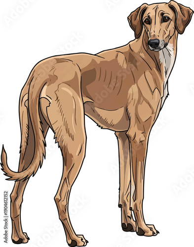 Sloughi Dog standing attentive looking back focused illustration
