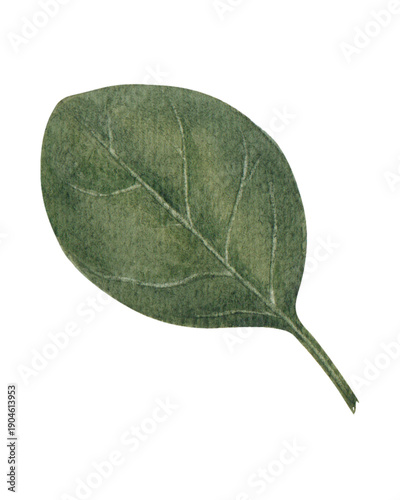 leaf isolated on white