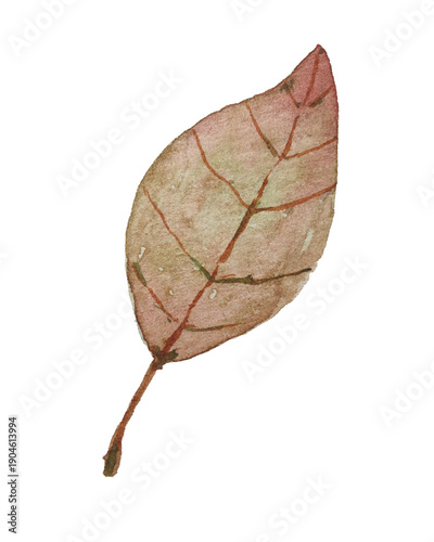 leaf isolated on white