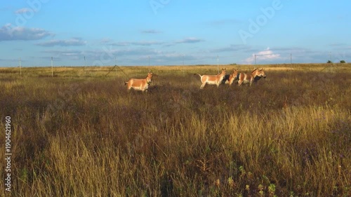 Aerial photography - camera follows a group of Onagers (Equus hemionus) standing in tall flowering steppe grass against the backdrop of the fence of the acclimatization enclosure.