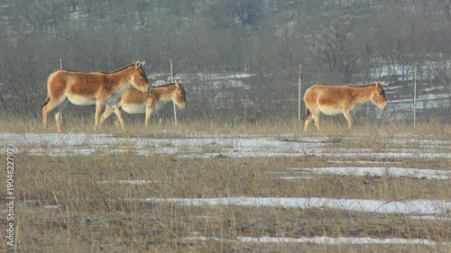 A group of Onagers (Equus hemionus) against the backdrop of a snowy steppe landscape, medium shot.