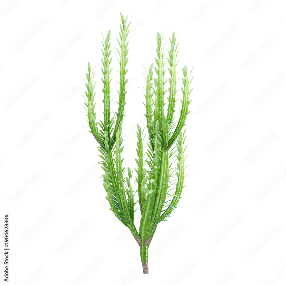 Fototapeta premium 3d illustration of African milk tree isolated on transparent background