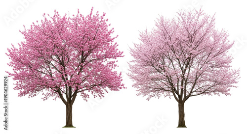 Two pink flowering cherry trees isolated PNG, spring blossom trees on transparent background for design and decoration