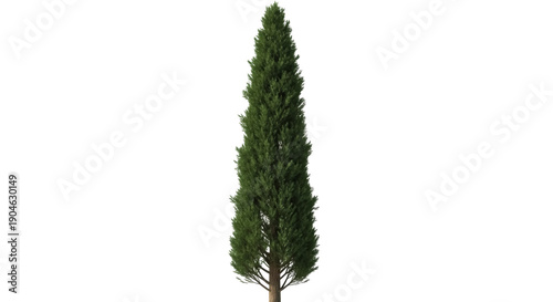 Photos Tall Italian cypress tree PNG isolated on transparent background, evergreen coni