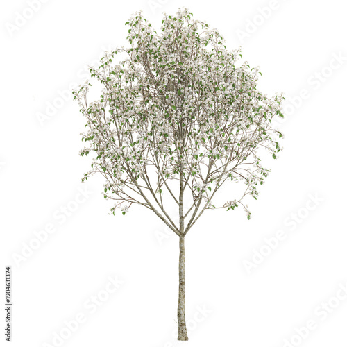 Tableau sur toile 3d illustration of pear Tree isolated on transparent background