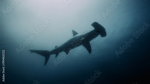 Hammerhead Shark Side Profile Cinematic