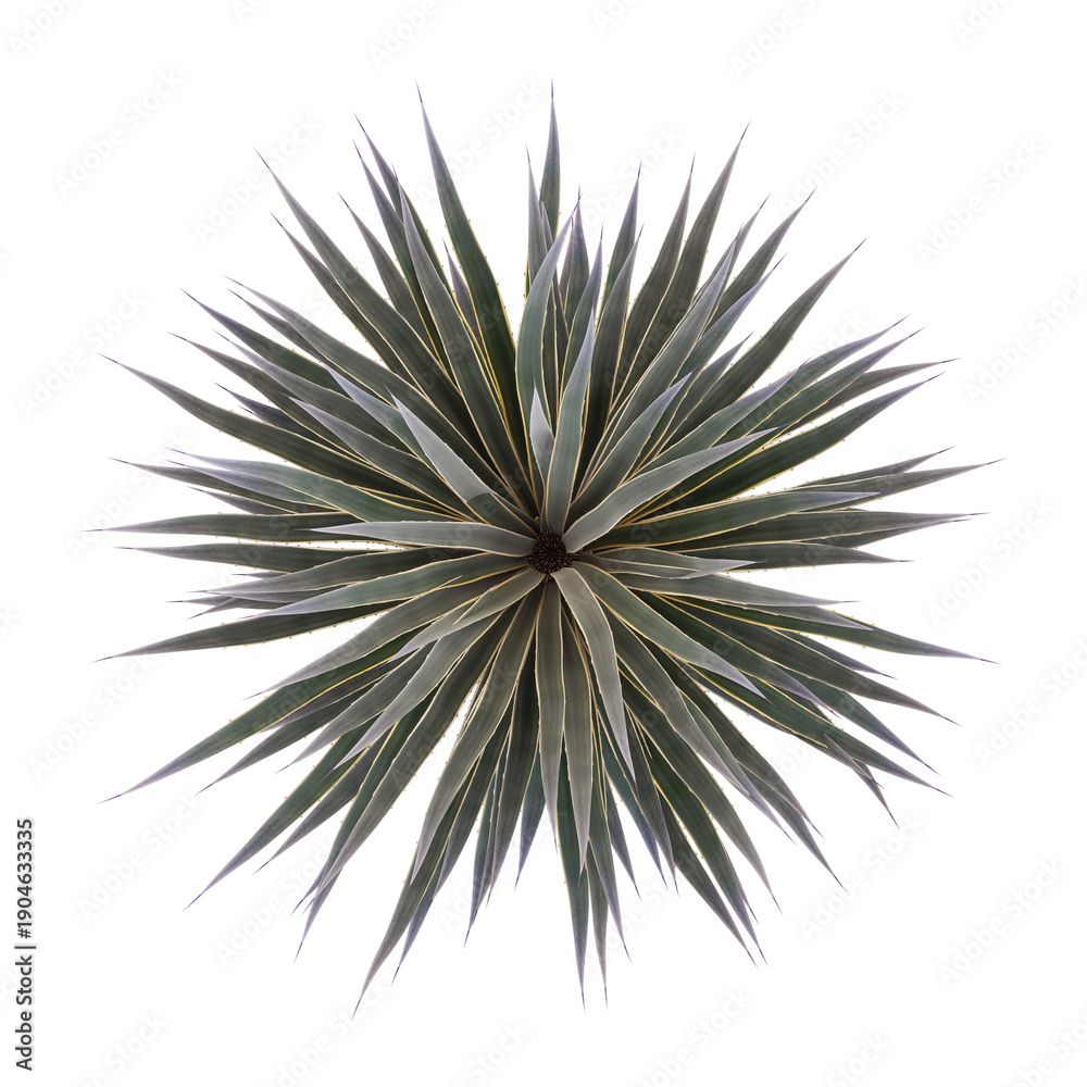 Obraz premium 3D rendering of Chinese Agave tequilana plant on transparent background from top view
